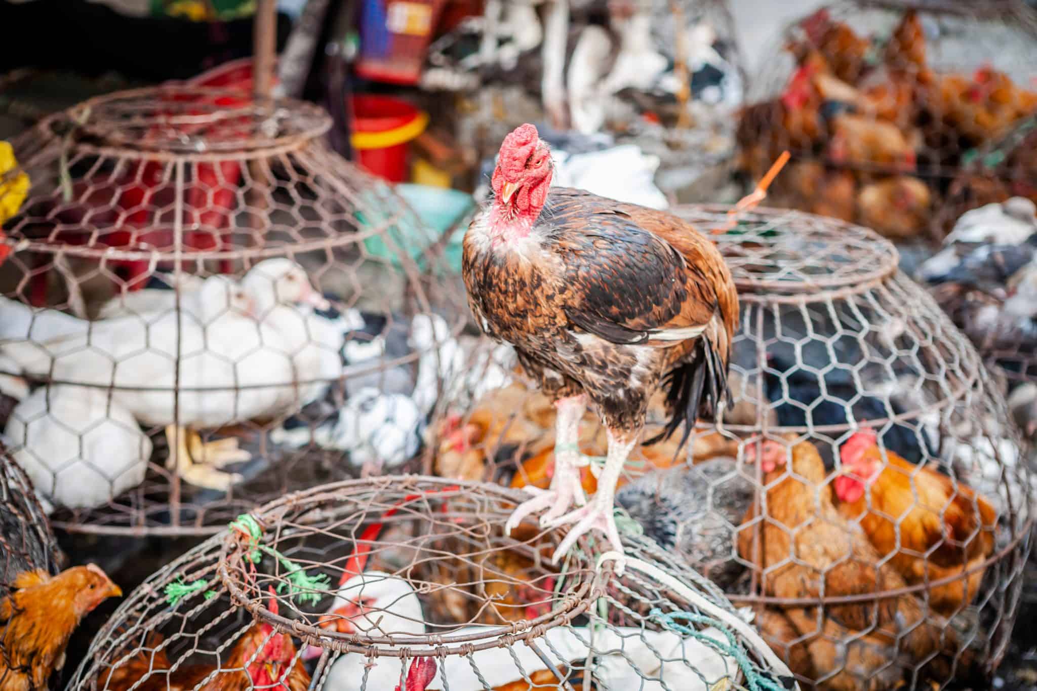 Petition: Markets in Vietnam are Still Selling Wild Animals