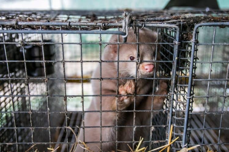 Petition: Mink on Wisconsin Fur Farm Test Positive for COVID-19