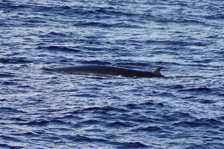 Petition: Minke Whale Trapped in Net for 13 Days