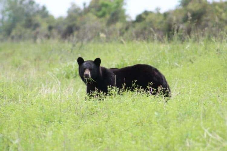 Petition: Missouri Votes to Allow Black Bear Hunting