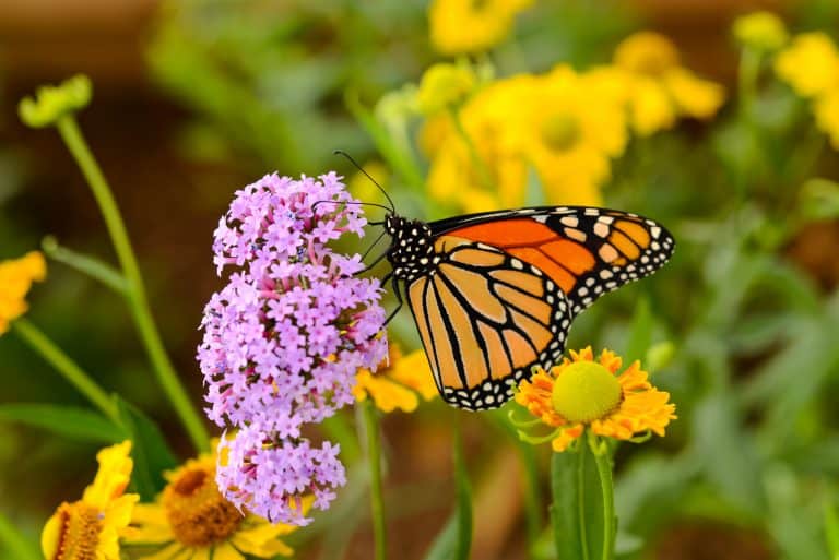 Petition: Monarch Butterfly Denied Protection by Trump Administration