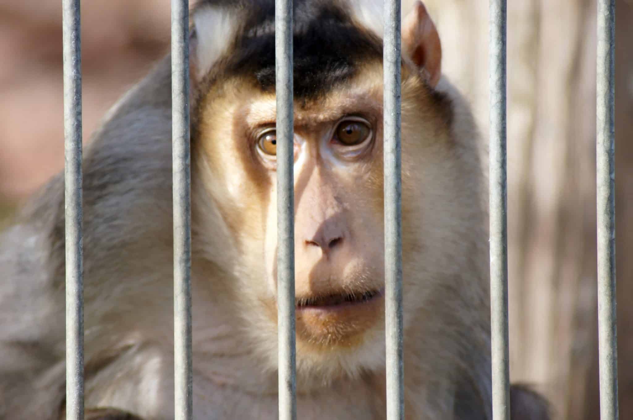 Petition: Monkey Strangled to Death in California Lab