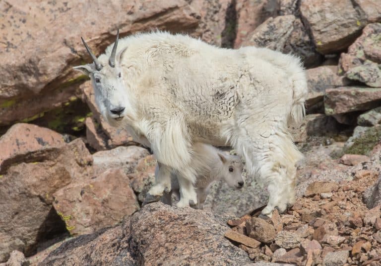Petition: Mountain Goat in Idaho Injured by Poacher’s Crossbow