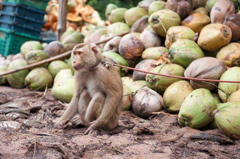 Petition: New Footage of Monkey Labor in Thai Coconut Farms