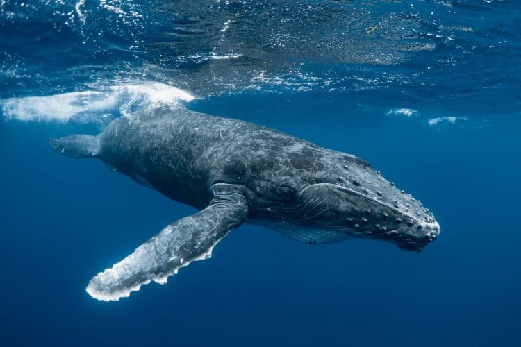 Petition: New Whale Species that Washed Ashore in Florida is Already Endangered