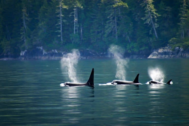 Petition: Pacific Killer Whales are Dying–Here’s Why