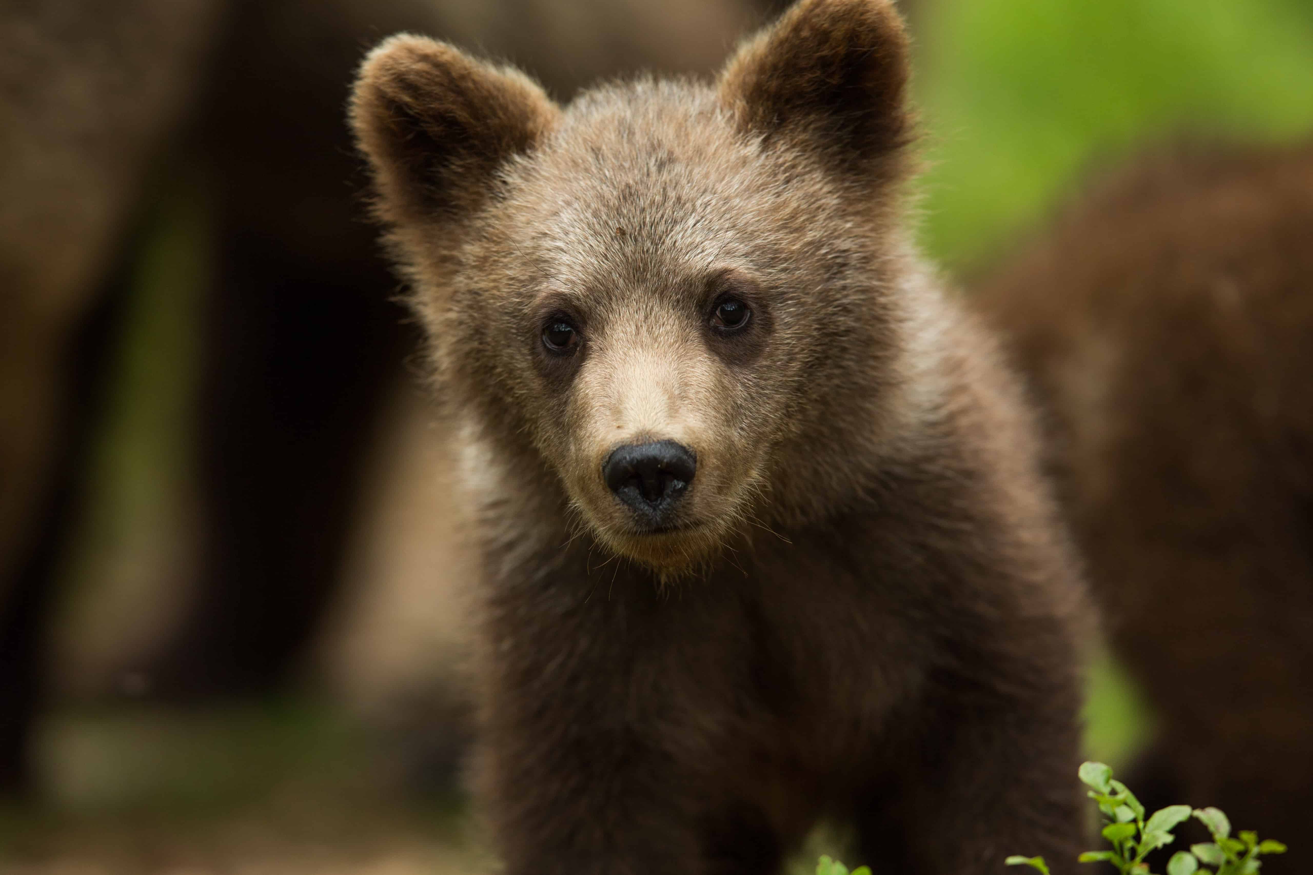 Petition: Pardon Woman Thrown in Jail for Freeing Crying Bear Cub