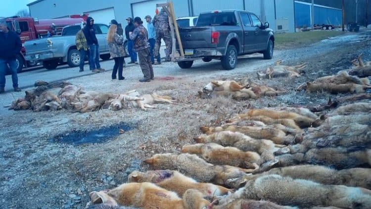 Petition: Participants Spend Two Days Killing as Many Animals as Possible at Wildlife Killing Contest in Indiana