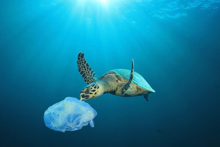 Petition: Plastic Pollution Critical Threat to Florida Sea Turtles