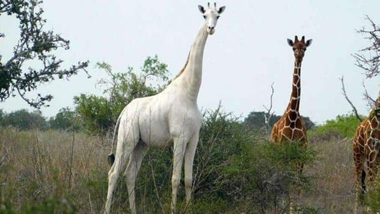 Petition: Rare White Giraffe Gets Tracker After Poachers Kill His Family