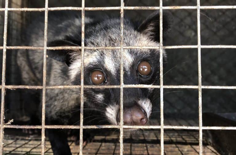 Petition: Research Finds World’s Most Expensive Coffee Kopi Luwak Linked to Transmitting SARS Virus to Humans