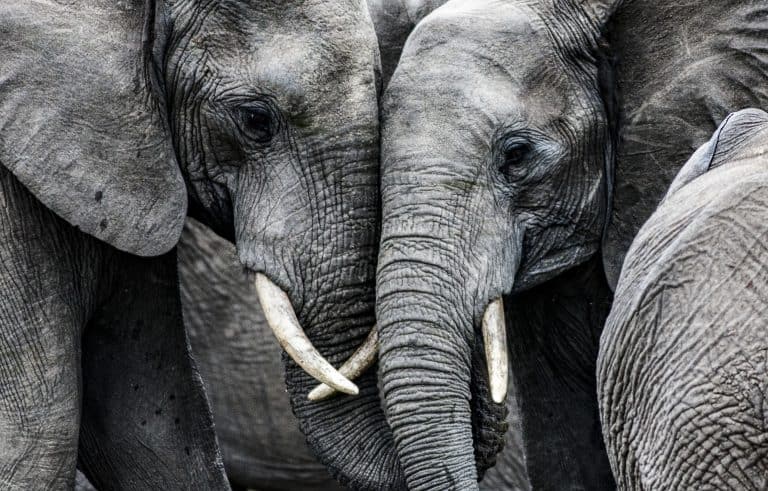 Petition: Ban ALL Ivory Imports to the United States