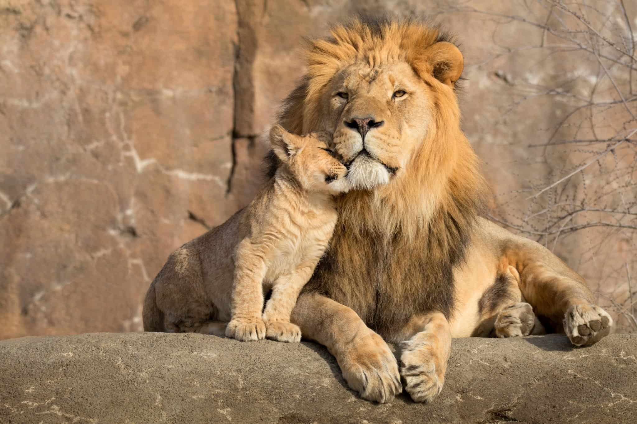 Safari Park Owner Caught on Video Punching Lion