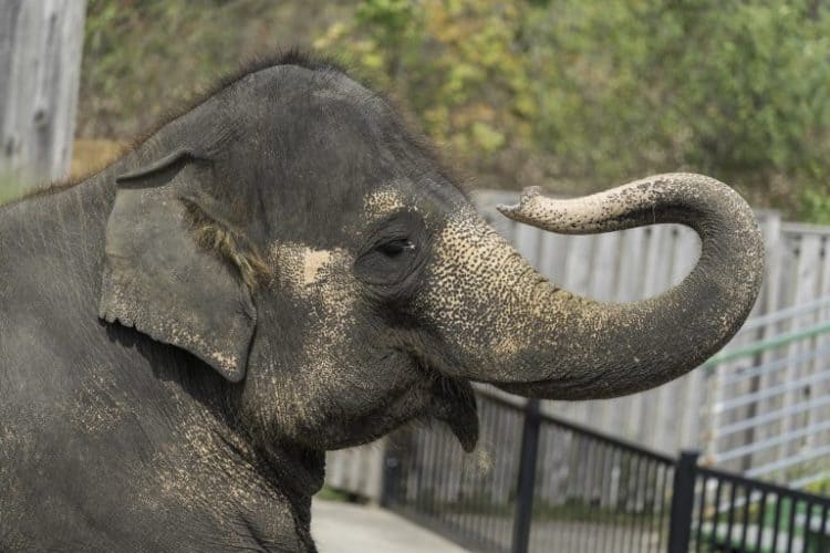 Petition: Send Captive Elephants From World’s Worst Zoo to a Sanctuary