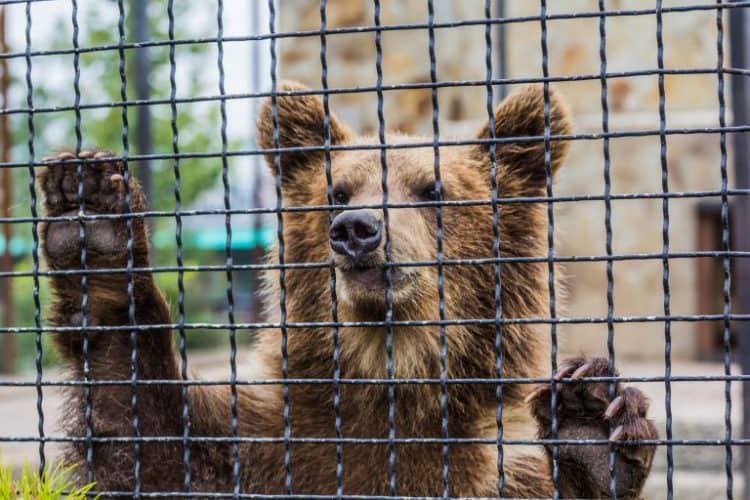Petition: Send Hungry, Neglected Bear in Desperate Need of Medical Attention to Sanctuary