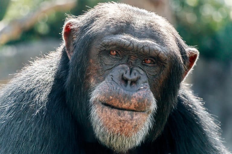 Petition: Send Traumatized Lab Chimps to a Sanctuary