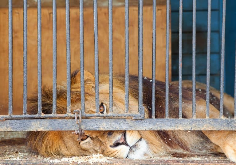 Petition: Severely Malnourished Lion Rescued from Zoo in Nigeria