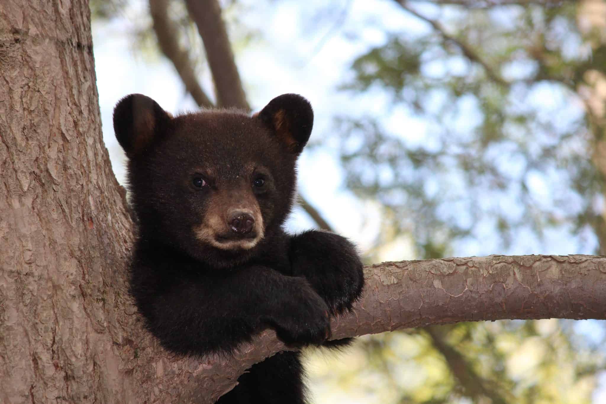 Petition: Stop Black Bear From Getting Euthanized Because Humans Encroached on His Habitat
