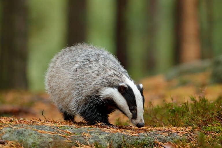 Petition: Stop UK Badger Cull