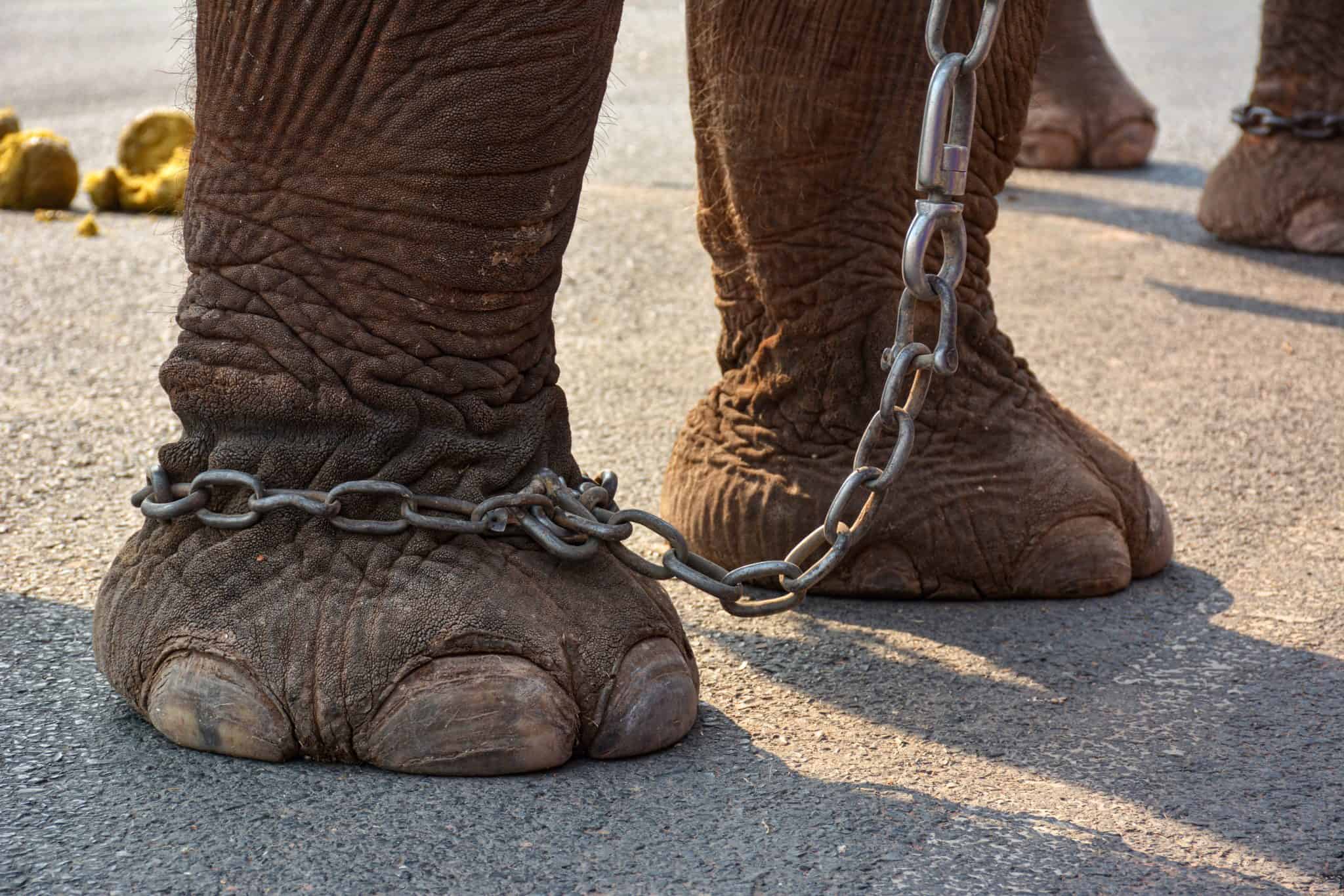 Petition: Strengthen Animal Cruelty Laws in Sri Lanka to Protect Elephants