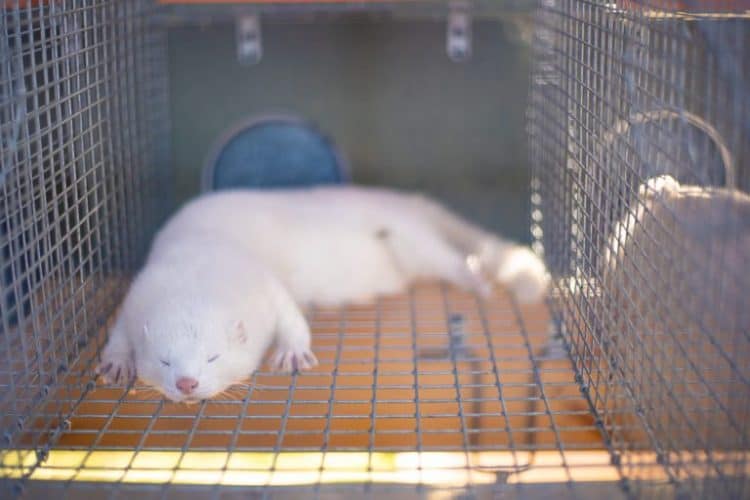 Petition: Tell Denmark to End Mink Fur Farming
