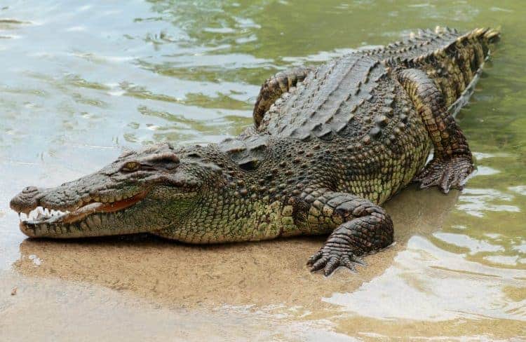 Petition: Tell Hermès to Stop Building New Crocodile Skin Farm and Ban Use of Exotic Animal Skins