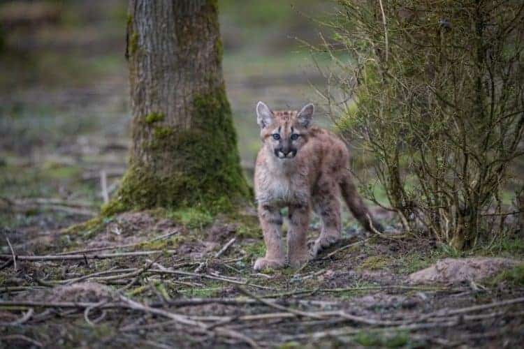 Petition: Three Mountain Lion Cubs Rescued from California Wildfire