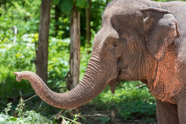 Petition: Tuberculosis Among Captive Elephants is a Threat
