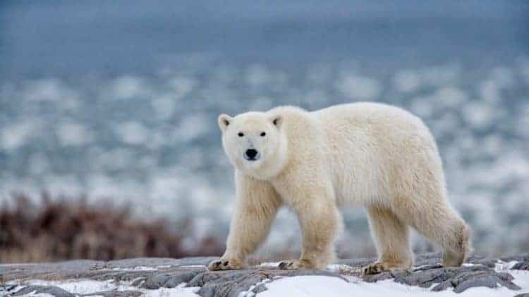 Petition: Urge Norway to Ban the Import of Polar Bear Skins