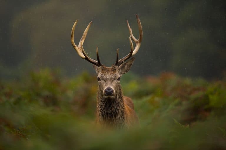 Petition: Video Game Lets You Hunt Deer in Scotland