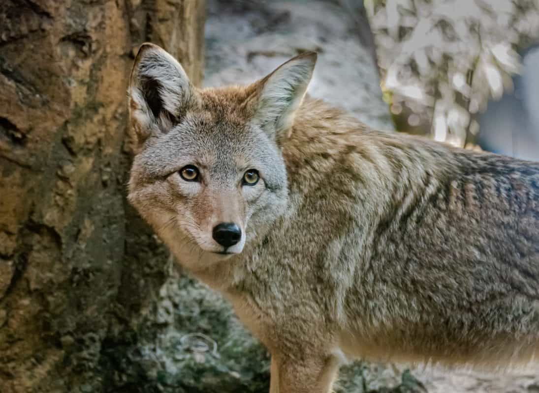Petition: Washington Bans Wildlife Killing Contests