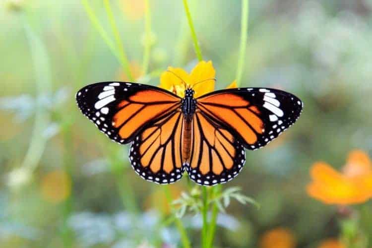 Petition: Western Monarch Butterflies Near Extinction With Less than 2000 Reported in this Year’s Thanksgiving Count