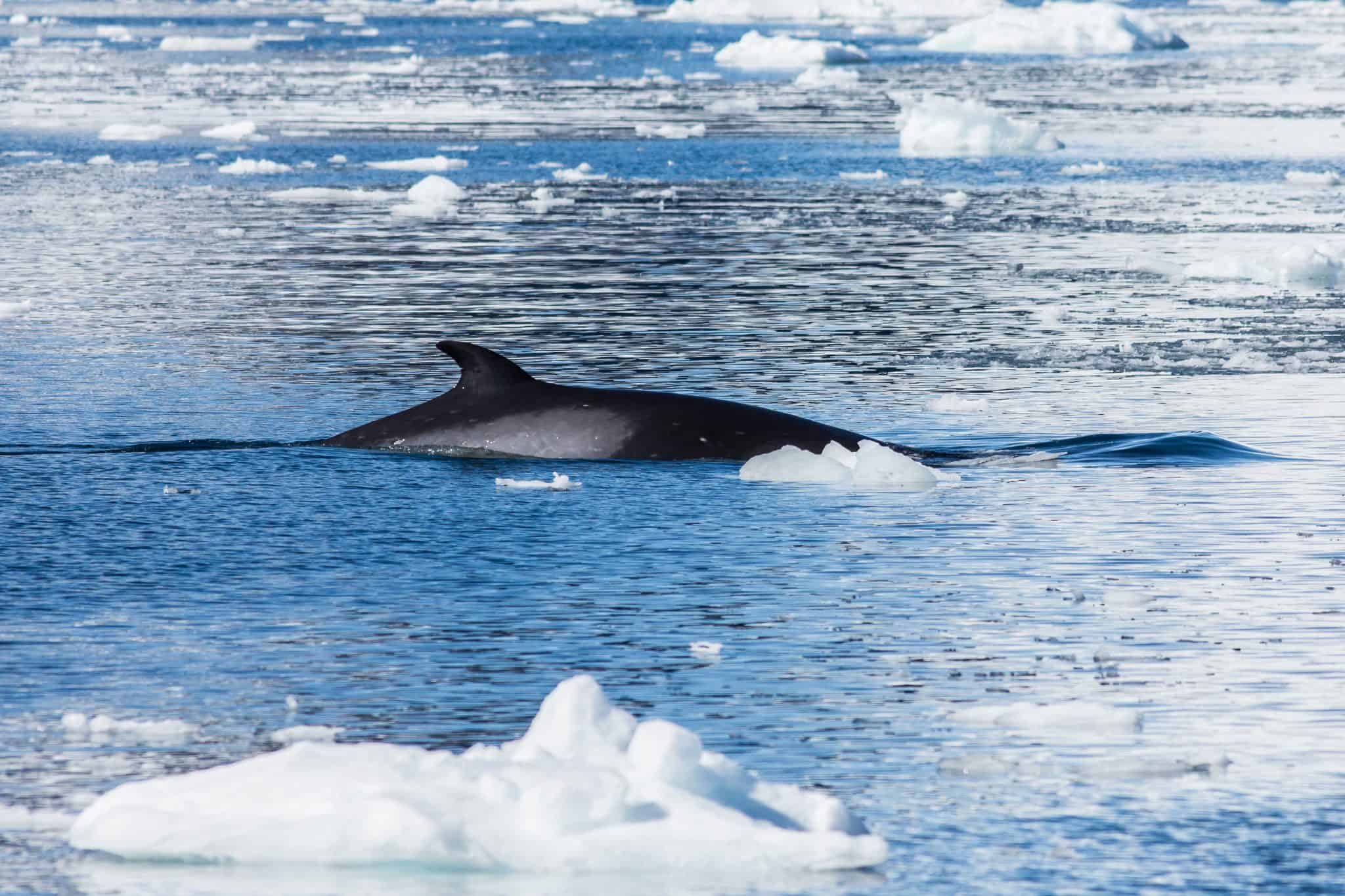 Petition: Whale Meat Demand in Norway is Rising