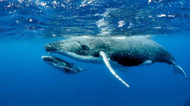 Petition: Whales, Dolphins, and Porpoises Face Unprecedented Risk of Extinction, Hundreds of Scientists Warn