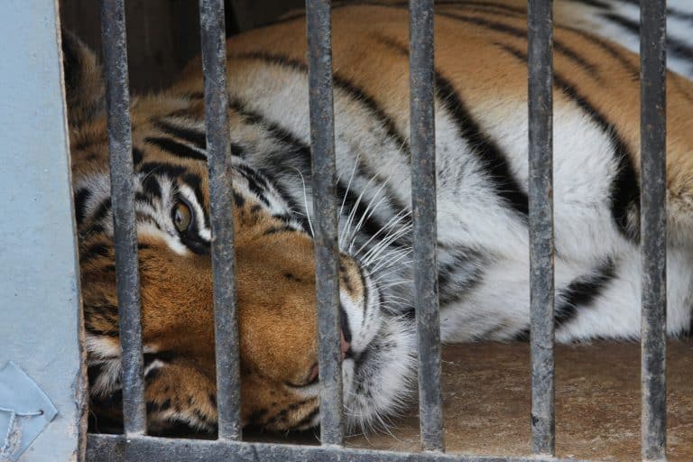 Petition: Woman Grabs Drugged Tiger’s Testicles for a Selfie at a Thai Zoo