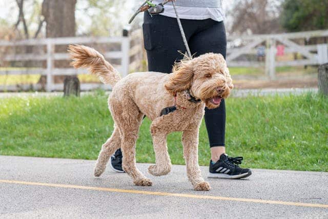 Choosing the Right Dog Walking Leash for Size