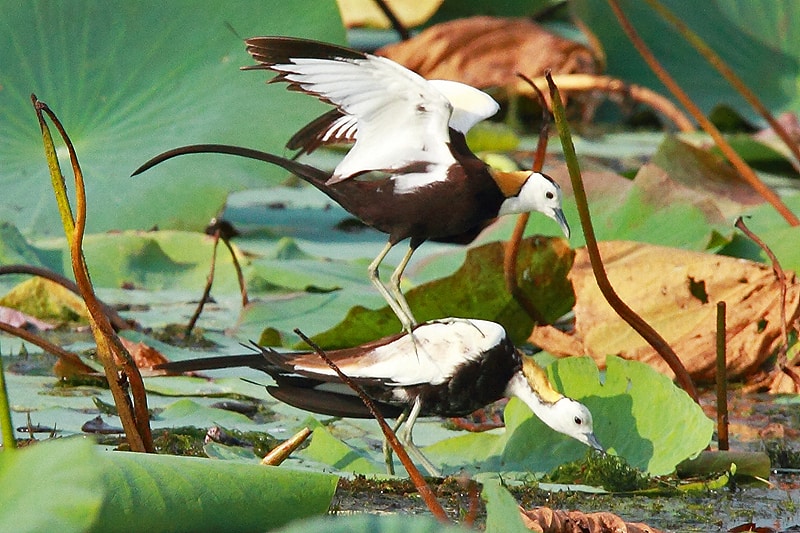 Pheasant-tailed Jacana courtship dance