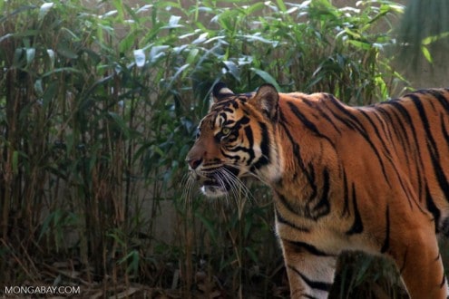 Sumatran tiger (Panthera tigris sumatrae). Image by Rhett A. Butler/Mongabay.