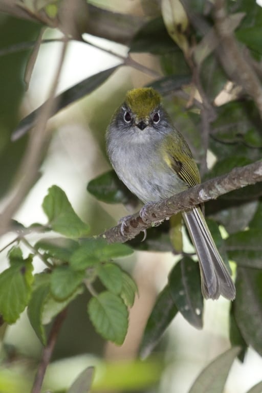 Serra do Mar Tyrannulet Phylloscartes difficilis