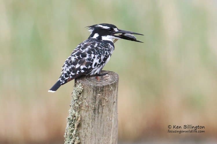 Lunch Time – Pied Kingfisher