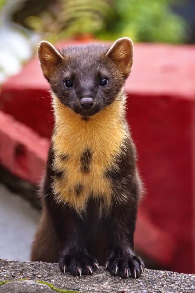 The Adorable Pine Marten Is Making a Comeback in England