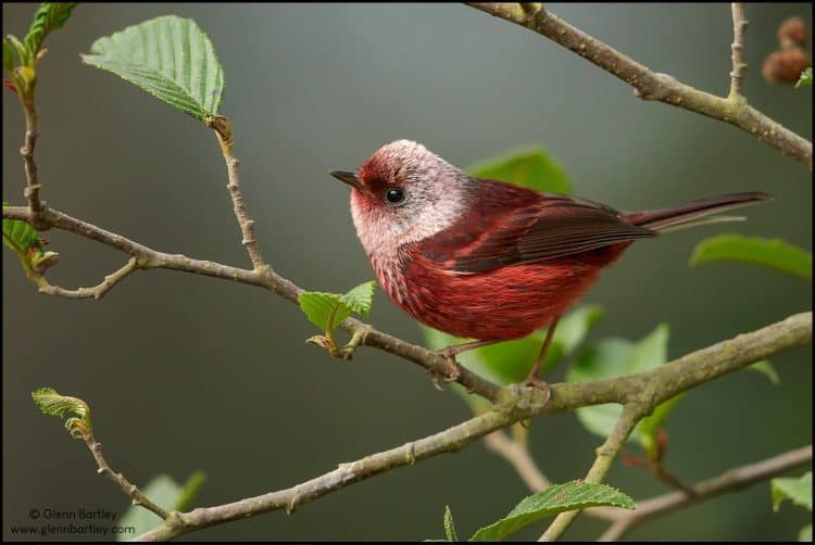 Pink-headed Warbler (Cardellina versicolor)
