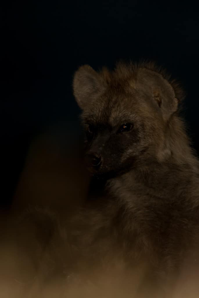 Hyaena Cub at Night