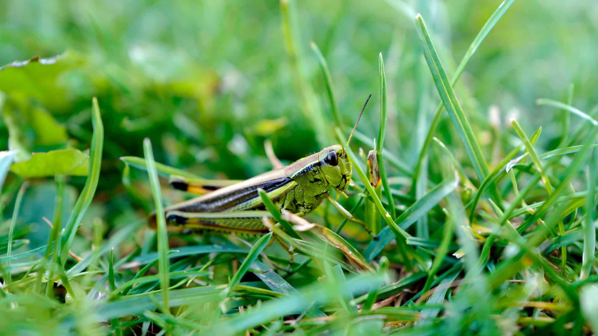 “Plagues” of Grasshoppers Hit Western US