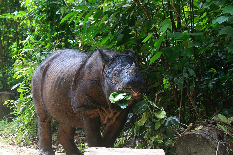 Planned road projects threaten Sumatran rhino habitat, experts say