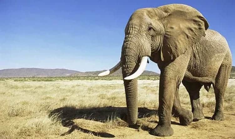 Poachers are driving African elephants towards extinction