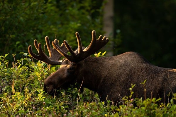 Poachers Arrested for Slaughtering Pregnant Moose, Cutting 3 Babies Outside the Womb