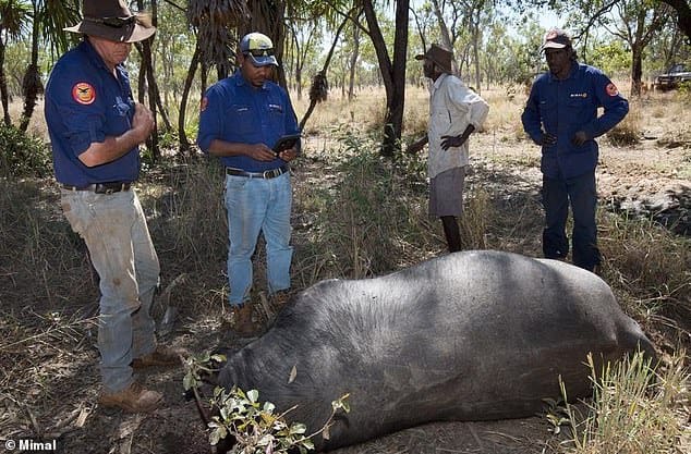 Poachers illegally shoot and behead buffaloes and leave their carcasses to rot on sacred Aboriginal land