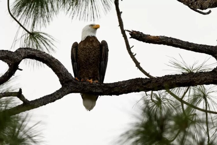 A bald eagle on Saturday is perched at Tiburon Golf Club in Naples, Florida. A pair of eagle poachers in Montana killed about 3,600 birds in roughly six years and illegally sold tails and wings on the black market, federal prosecutors said. DOUGLAS P. DEFELICE/GETTY