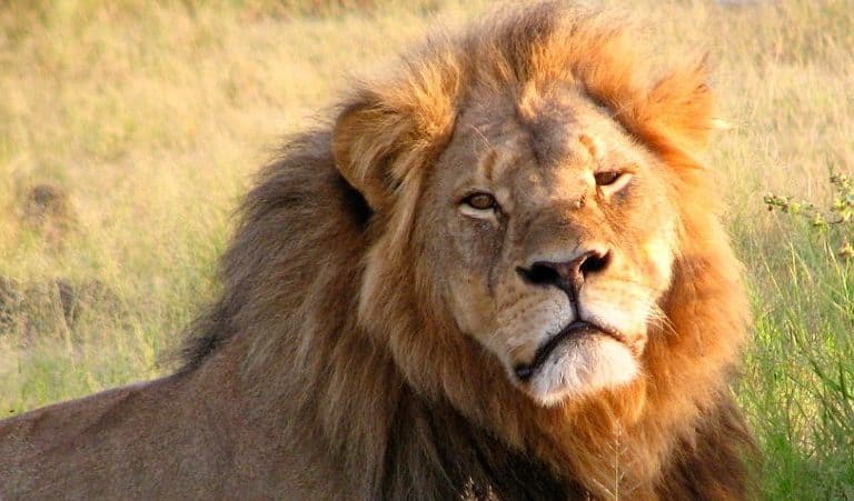 Podcast: Five years after the death of Cecil the Lion, trophy hunting debate rages on